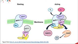 Reactive Oxygen Species [upl. by Alanna]