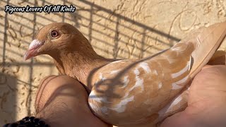 Yellow Meulemans  Racing Pigeons  Breeding Pigeons [upl. by Brace]