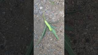 Caterpillar eat whole leaf [upl. by Josiah]