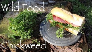 Wild Food  Chickweed Polish Sausage and Chickweed Sandwich and Steamed with Lemon Juice [upl. by Goeselt]