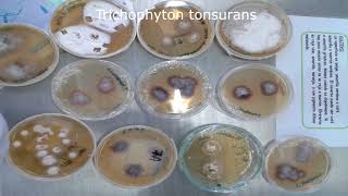 Dermatofitosis  Trichophyton spp  Cultivo  Pura Ciencia [upl. by Norahc639]