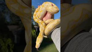 Lavender Albino Reticulated Python [upl. by Nottirb]