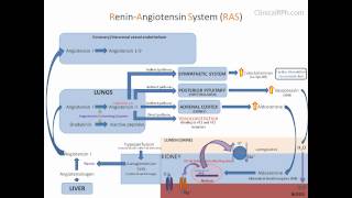 ReninAngiotensin Aldosterone System RAAS [upl. by Omar]