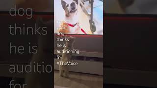 petsmart pet pets petsvlog petsofinstagram morethanbaking theresmoreofyouinyou [upl. by Rojas]