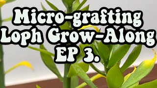 How to graft Peyote seedlings onto pereskiopsis Lophophora williamsii growalong EP3 [upl. by Alym454]