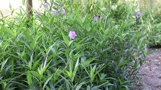 Mexican petunia Ruellia simplex  Plant Identification [upl. by Congdon]