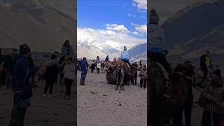 Leh Ladakh  Double Humped Camel 🐫  NubraValley🏞️  Bactrian Camel🐫 backgroundmusic Camel [upl. by Jansson]