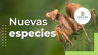 Nuevos registros de especies en Áreas Naturales Protegidas de México [upl. by Htabmas]