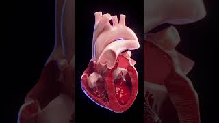 3d animated blood flow of the heart anatomy meded 3dmodel [upl. by Akcir947]