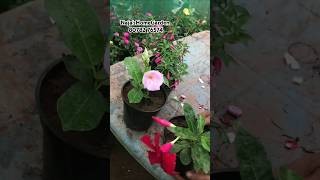 Mandeville amp Fuchsia Available onlinesale salevideo flowerplant mandeville tvm [upl. by Midas]