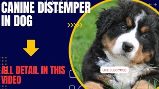 Canine distemper in Dogs Canine distemper symptoms and Treatment [upl. by Intyre]