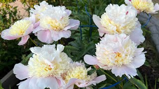 Peonies collection Zone 3 Calgary Alberta [upl. by Mahala562]