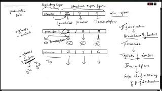 lac operon part 2 [upl. by Branch]