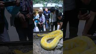 38 попугаев и одно попугайское крылышко или Как питон в зоопарк попал tashkentzoo tigerpython [upl. by Kala]