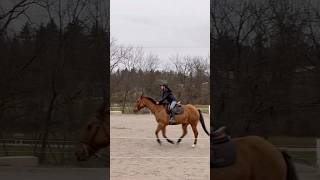 cantering horse equestrian horses [upl. by Kwang673]