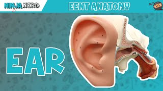 Special Senses  Ear Anatomy  Model [upl. by Ettigirb]