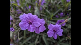 Invasive Plants Mexican Petunia [upl. by Synn781]