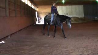 4 yr old Dark Grey Last Captive Hunter Under Saddle Quater Horse Gelding 161HH For Sale [upl. by Selrac640]