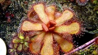 Drosera slackii  Sundew Carnivorous Plant [upl. by Anom]