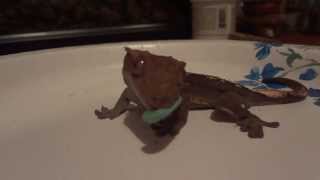 Crested Gecko Eating Tomato Hornworms [upl. by Thetis503]