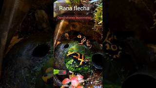 Comportamiento de las Dendrobates leocomelas shorts dendrobates rana [upl. by Assed]