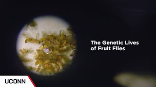 The Genetic Lives of Fruit Flies  UConn [upl. by Ylenaj]