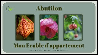 Abutilon un arbuste toujours en fleurs abutilon vegetosphere arbuste [upl. by Ilke]