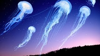 Shpongle  How the Jellyfish Jumped Up the Mountain Music Video [upl. by Mcquillin]