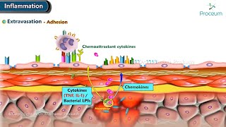 3 Inflammation Cellular Changes Animation [upl. by Helbona]