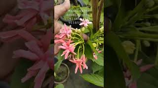 Rangoon creeper plant madhumalti double petal plant online available 9038556677 Horticulture nursery [upl. by Akelam]