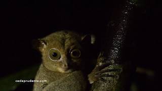 Horsfields tarsier [upl. by Phalan]