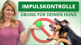 Impulskontrolle im Hundetraining Grundlage für ein gutes Antijagdtraining [upl. by Miuqaoj]