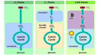 Types of Photosynthesis in Plants C3 C4 and CAM [upl. by Bethezel127]