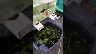 crayfish crayfishfarming crayfishvideo [upl. by Vonny]