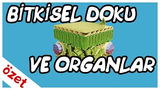 Bitkisel Doku ve Organlar Özet  AYT Biyoloji [upl. by Niel]