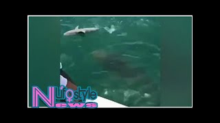 500pound goliath grouper eats shark as shocked Florida fishermen watch He just sucked it in [upl. by Lamb929]