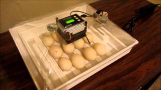 Candling Muscovy Duck eggs with the new IncuBright incubating in the IncuView [upl. by Lilhak]