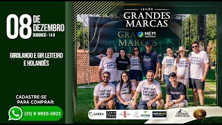 ✅ LEILÃO GRANDES MARCAS  08122024 ⏰ 14h30h [upl. by Aisila]