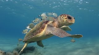 Loggerhead sea turtle cleaning stations [upl. by Zena]