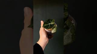 Новинки алоказий 🌱 alocasia plants plantlover plantcare алоказии алоказия houseplants цветы [upl. by Lannie883]