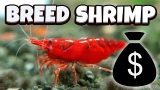 How to Breed Shrimp  A full guide [upl. by Sidran]