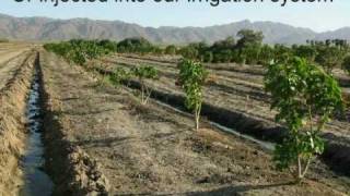 A Green Future  Jatropha Curcas Plantation  FBI Farms [upl. by Jacquetta170]