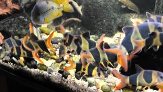 Chromobotia macracanthus Clown Loach aquarium [upl. by Alleira]