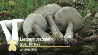 Leccinum scabrum  Conoscere i funghi 06102016 [upl. by Ahtinak276]