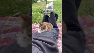 109 Cute Cat videos 😻😻 fails funny moments reels [upl. by Chanda]