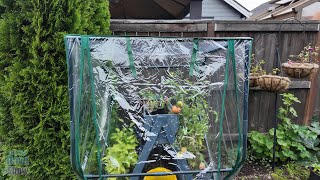 best small portable greenhouse for your backyard [upl. by Anyrak]