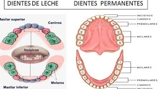 Cronograma de la dentición T24 [upl. by Monteria]