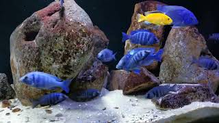 Placidochromis sp quotphenochilus tanzaniaquot [upl. by Airamesor19]