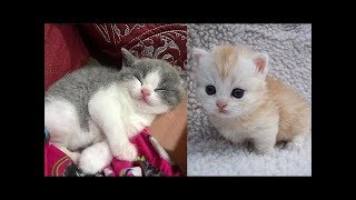 ♥Cute Cats and Kittens Doing Funny Things 2018♥ 1  Funny Cat compilation [upl. by Nodyarg]