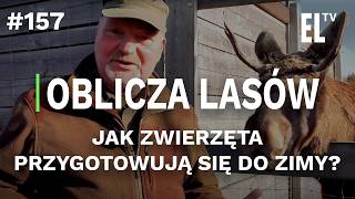 Jak zwierzęta przygotowują się do zimy  OBLICZA LASÓW 157 [upl. by Ehrlich695]